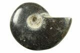 Black Polished Ammonite Fossils - 1 1/4 to 1 1/2" Size - Photo 3